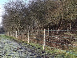 Barbed Wire fencing